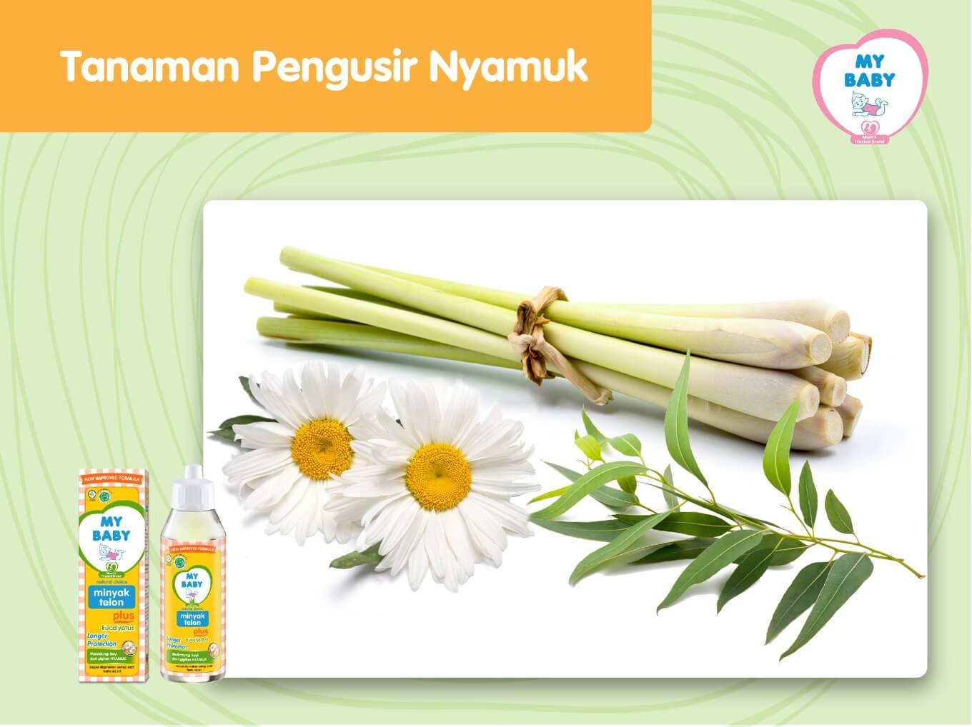 MyBaby - 5 Cara Cegah DBD, Salah Satunya Gunakan Minyak Telon Anti Nyamuk